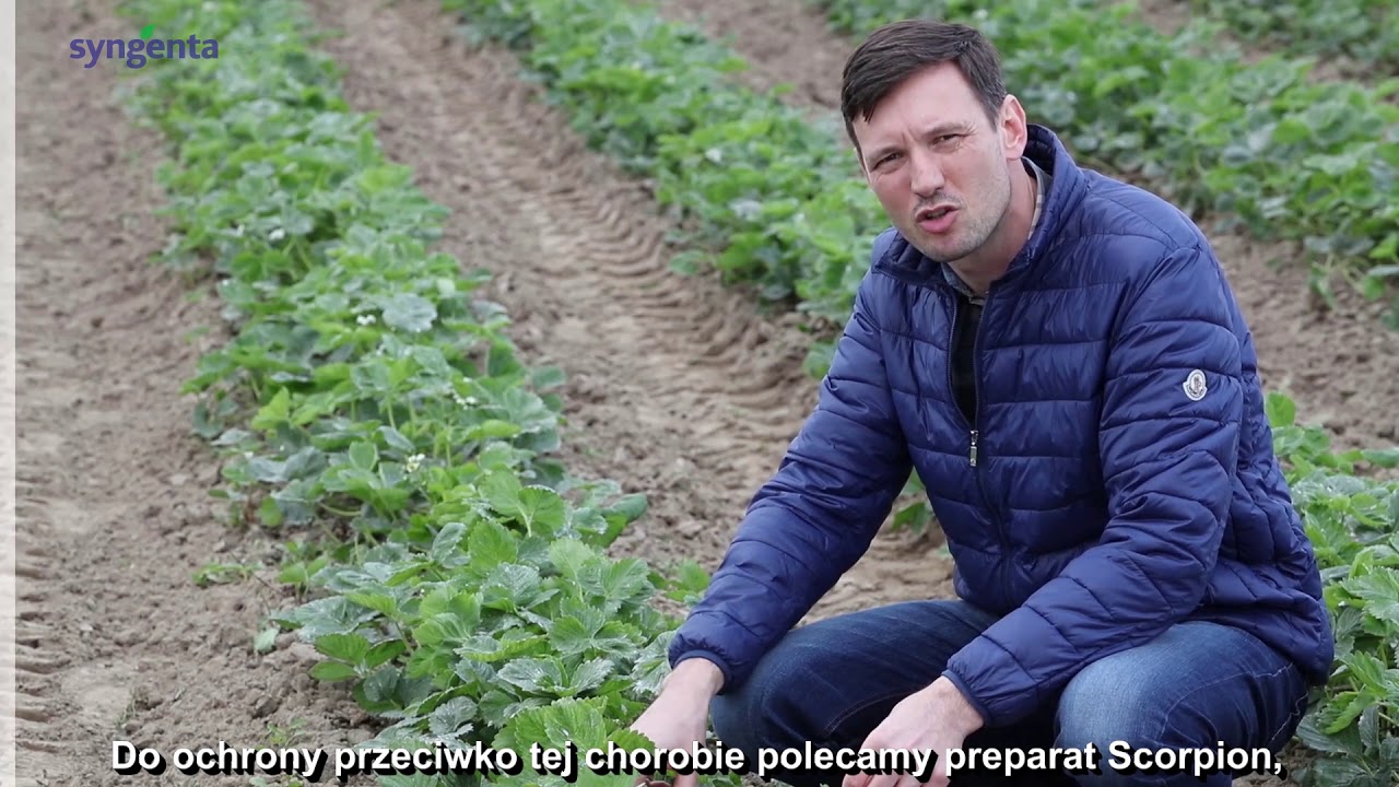 Najważniesze choroby truskawek szara pleśń, antraknoza, mączniak napisy