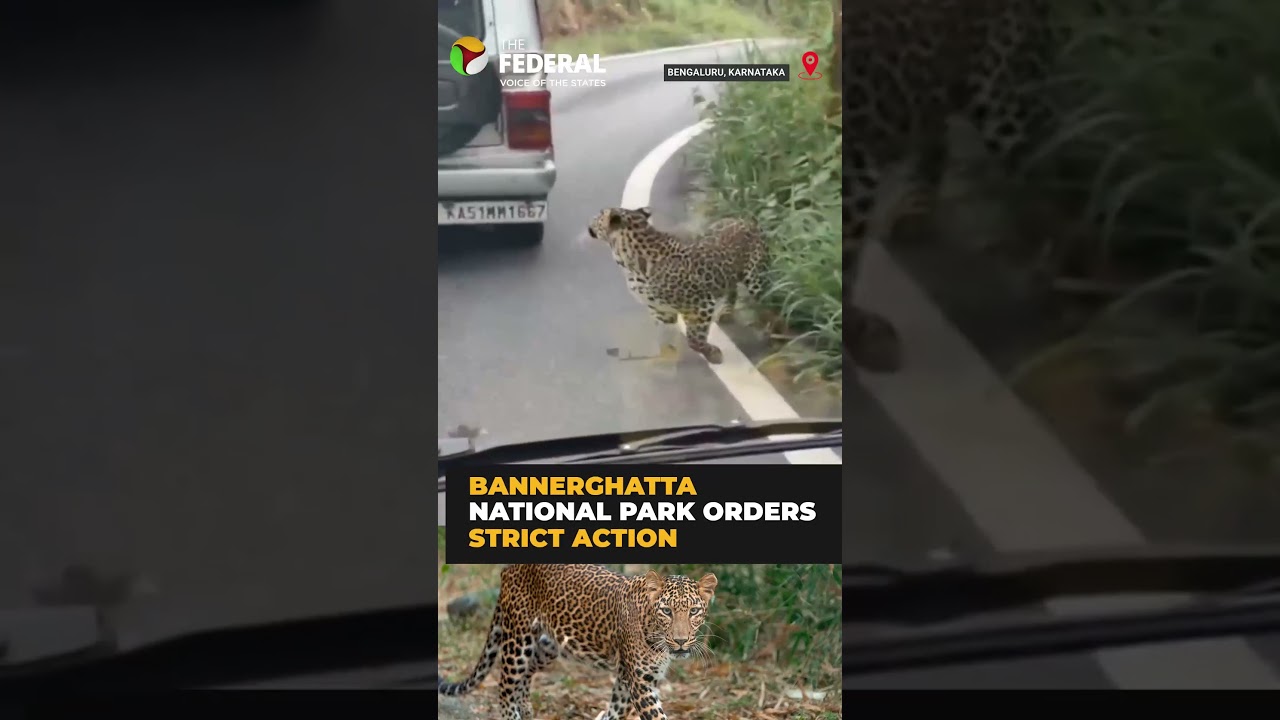 Leopard attacks boy inside Bengaluru safari vehicle