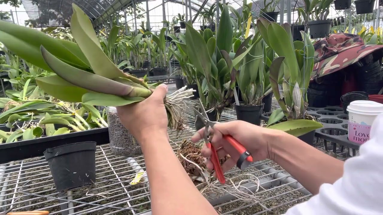 嘉德分株1