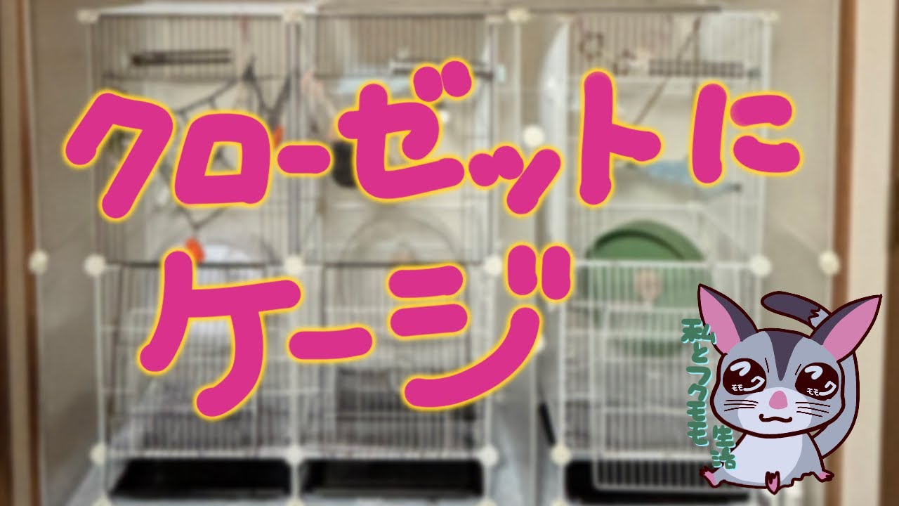 【飼育日記】クローゼットの中にケージを置きました