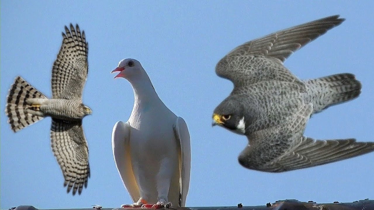 Сокол Сапсан и Ястреб Тетеревятник поймал голубя. Falcon Peregrine Falcon and Hawk Grouse attack