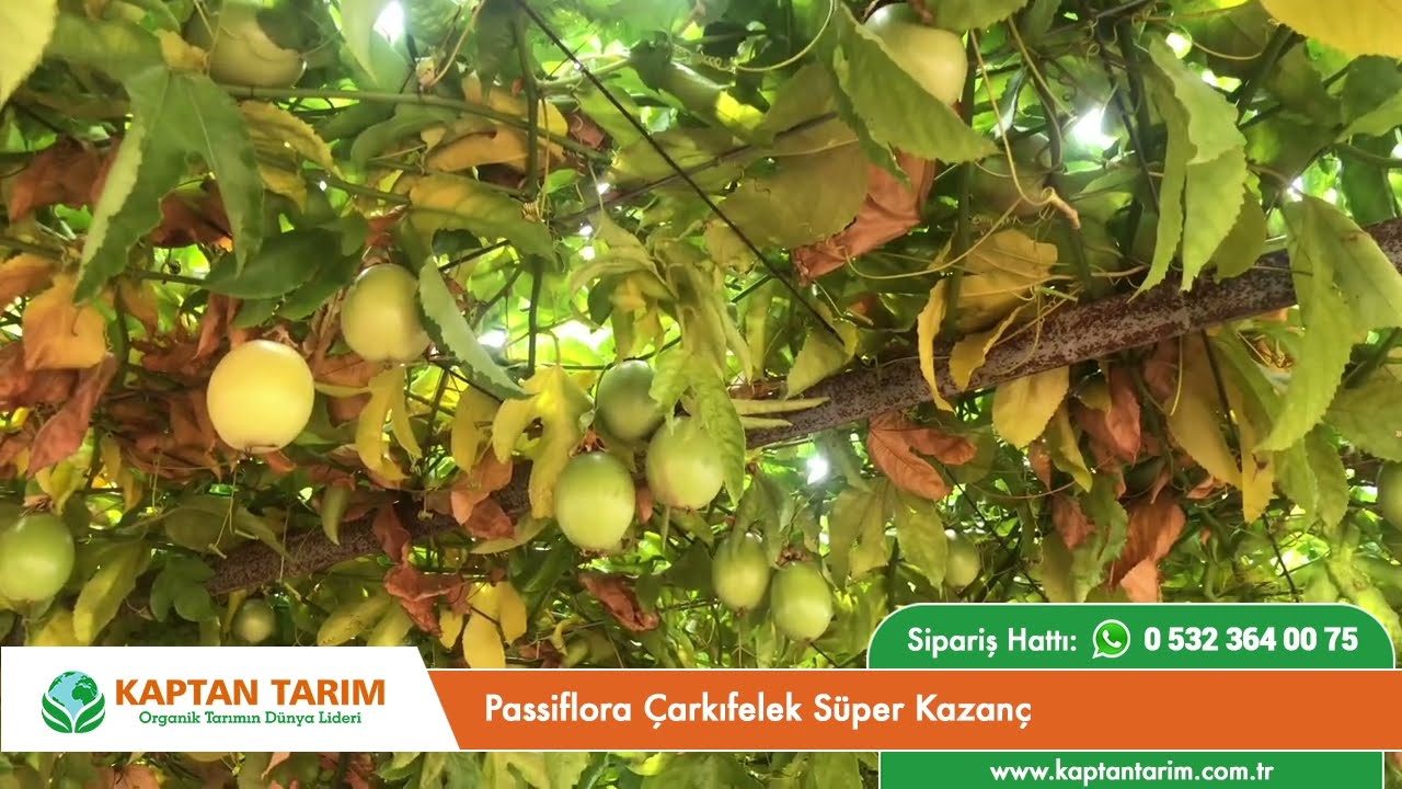 Passiflora Çarkıfelek Süper Kazanç
