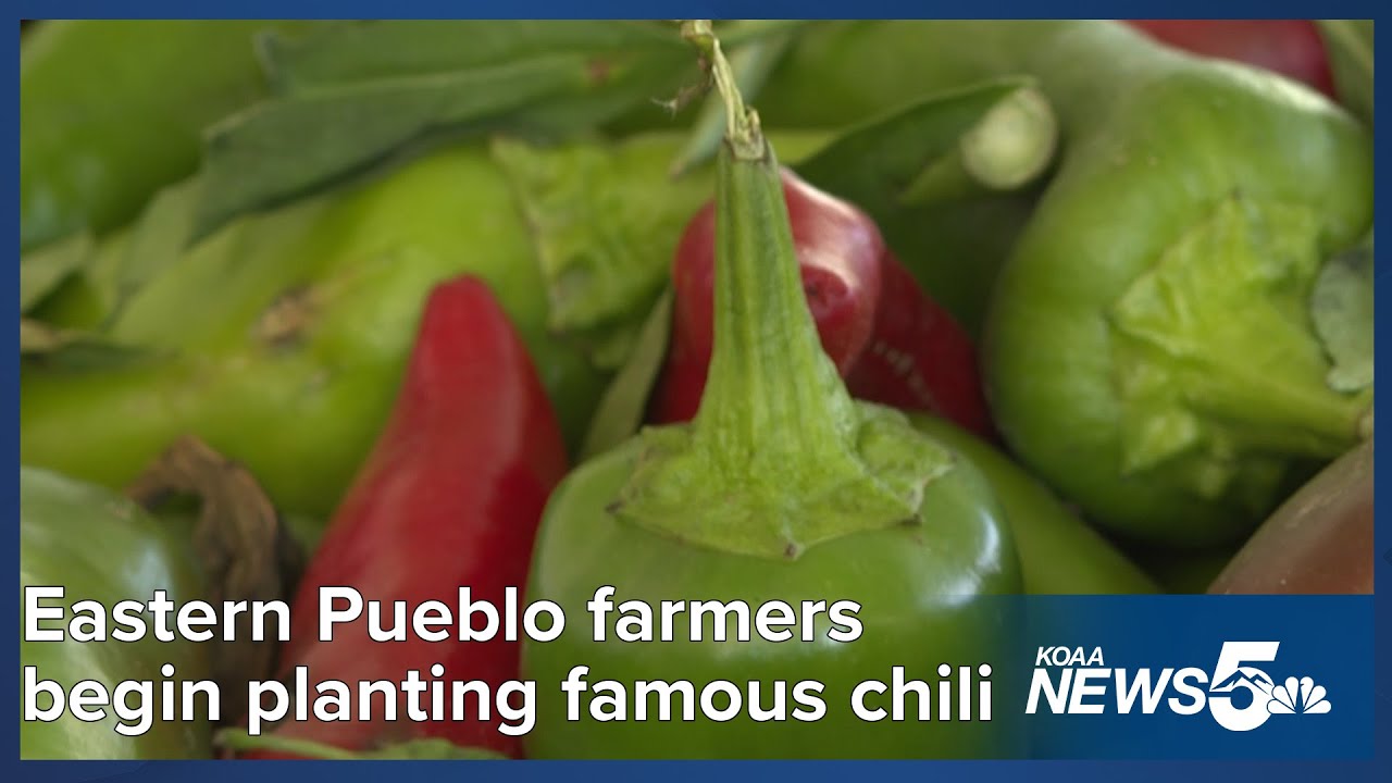 Eastern Pueblo County farmers start to plant the famous chili peppers