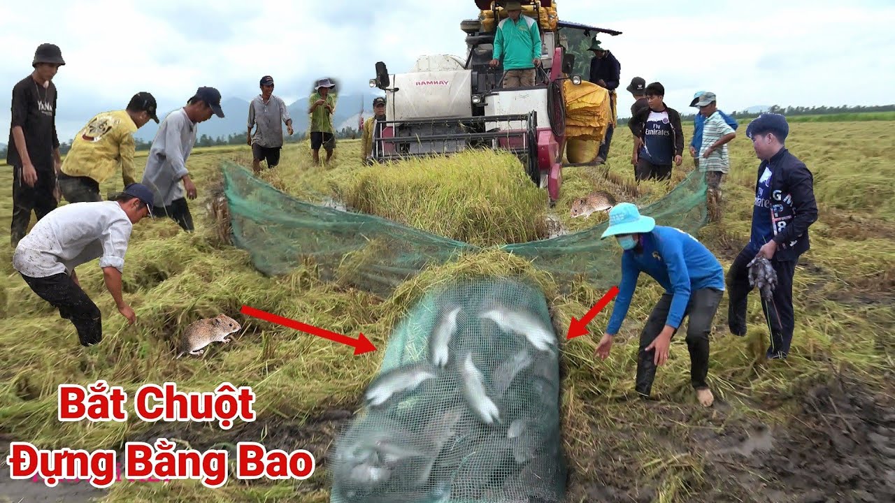 Máy Cắt Lúa Dí Bầy Chuột Bắt Ai La Làng, Không Ngờ Bầy Chuột Nhiều Khủng Khiếp Cở Này.