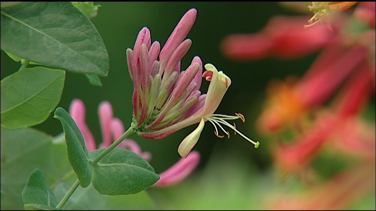 Nature at Home-Cross Pollination