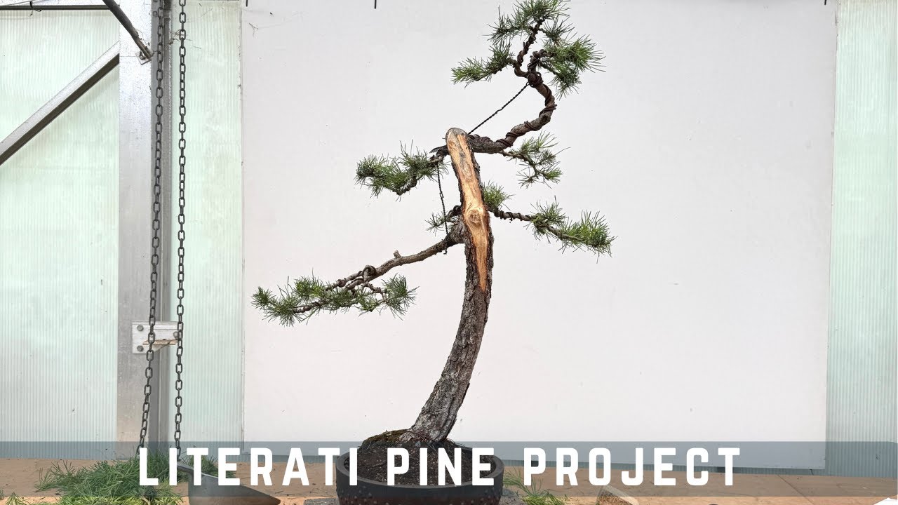 Literati Pine Project 1-2-1