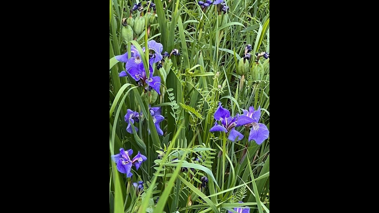 Alaska Interior Wild Flowers Compilation