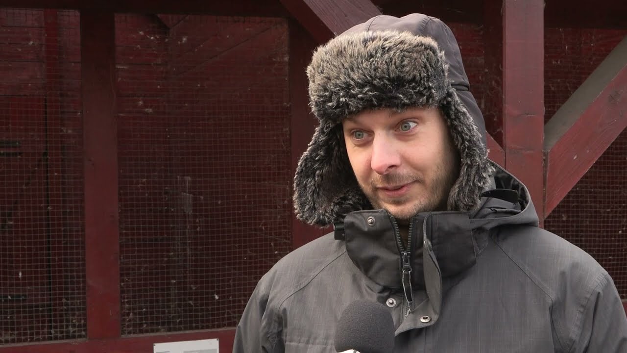 AZ ÉV MADARA 2024-BEN - A KERECSENSÓLYOM