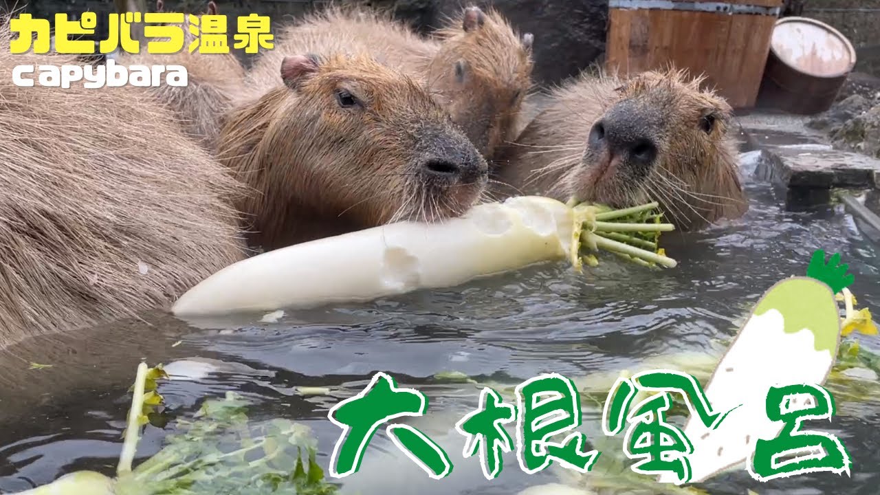 【水中映像⁉】カピバラ温泉が大根風呂に！　カピバラ温泉⑬- capybara relaxing in a bath