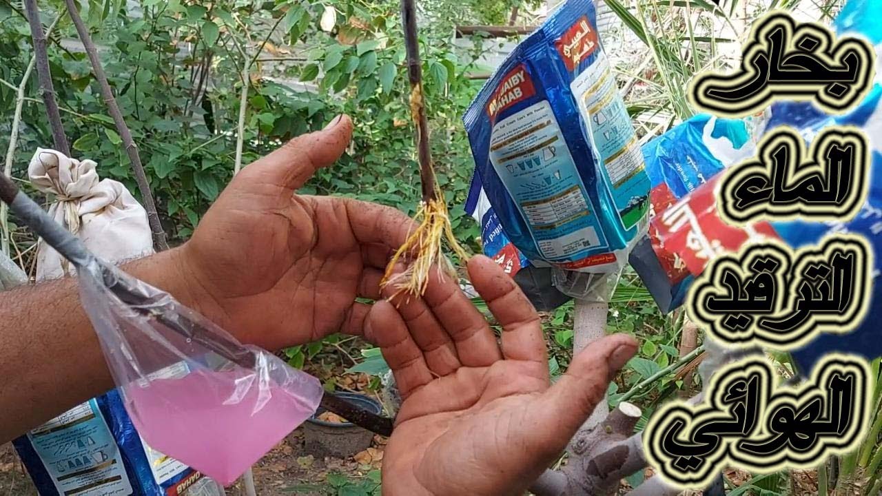 من بخار الماء الترقيد الهوائي لشجرة التين الخطوات الصحيحة لاكثار التين