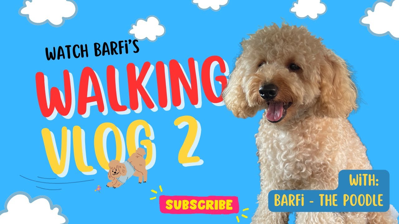 Barfi bana Santa Paws | Walking Vlog 2 | Sabse pyaara Indian Toy Poodle - WATCH NOW