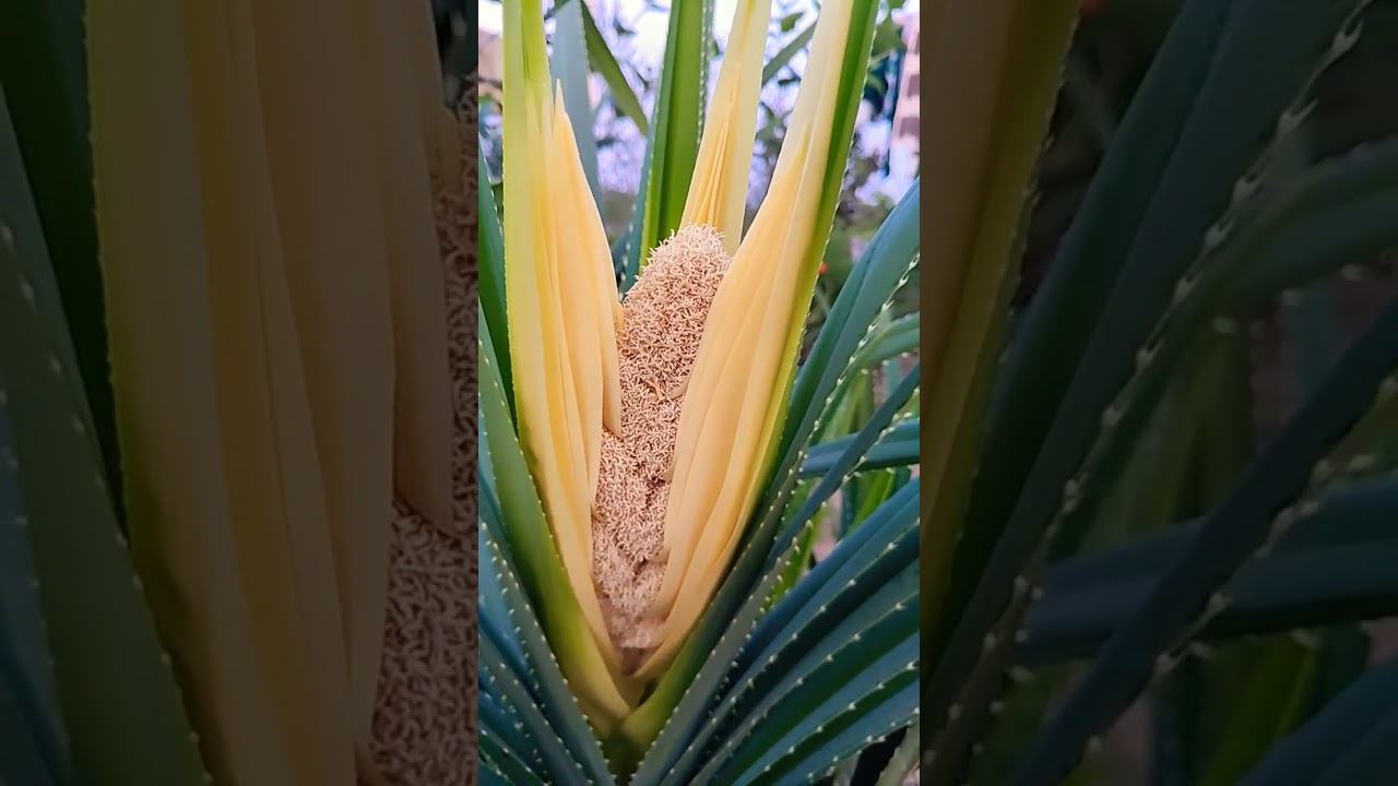 #mogili flower #shorts #trending #ytshorts #viralvideo