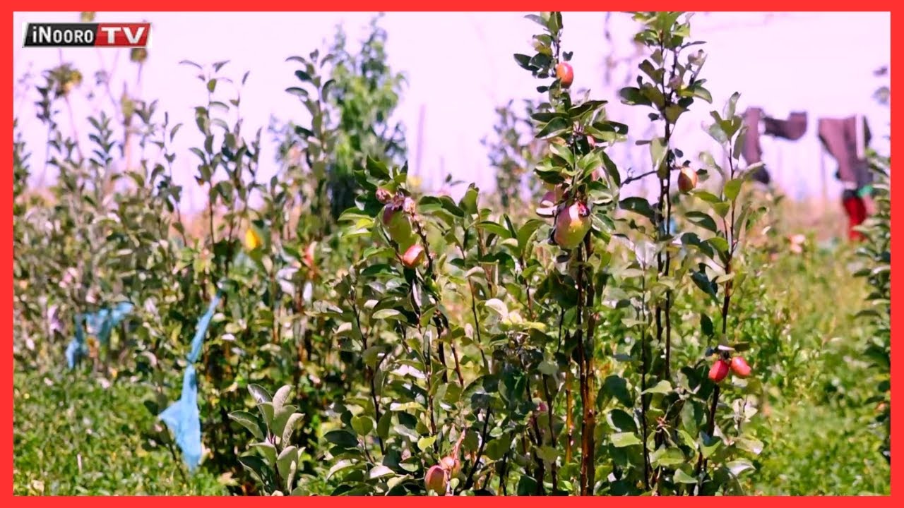 Ũkũria wa matunda ma Wambugu Apple:Mũgambo wa mũrĩmi part 3