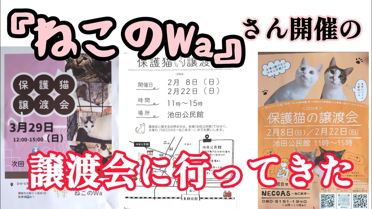2月15日『ねこのWa』さん開催の猫の譲渡会行ってみた