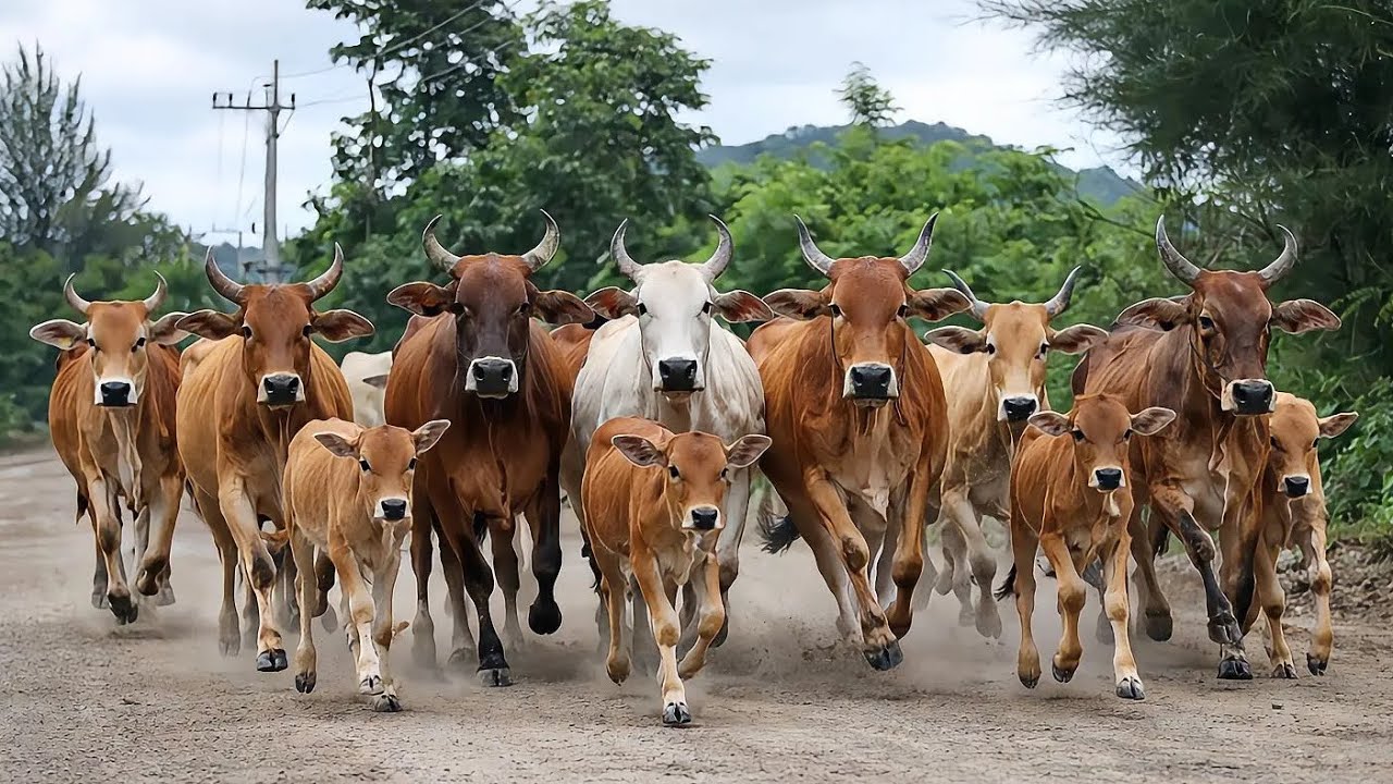 Dozens of cows walked very neatly towards the farm - Walking Cows - Cute Cows - Cows Run - Cows 96