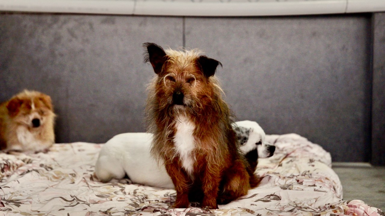 Blinded by Impact, Saved by Love | Guangming’s Story