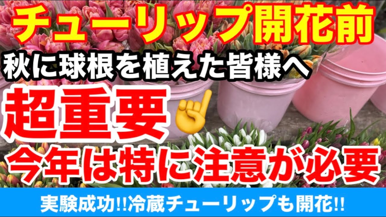 【チューリップ開花前】秋に球根を植えた皆様へ。超重要‼︎今年は特に注意が必要‼︎Ver597【カーメン君】【チューリップ】【球根】【宿根草】