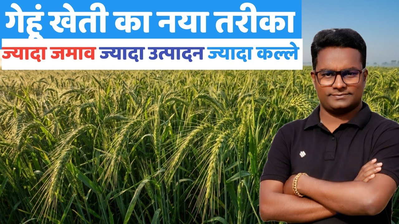 गेहूं की खेती का नया तरीका ज्यादा जमाव ज्यादा कल्ले ज्यादा पैदावार gehun ki kheti kaise karen 