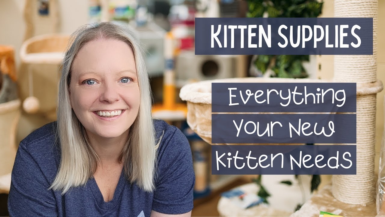 Kitten Haul - Everything You Need For A New Kitten