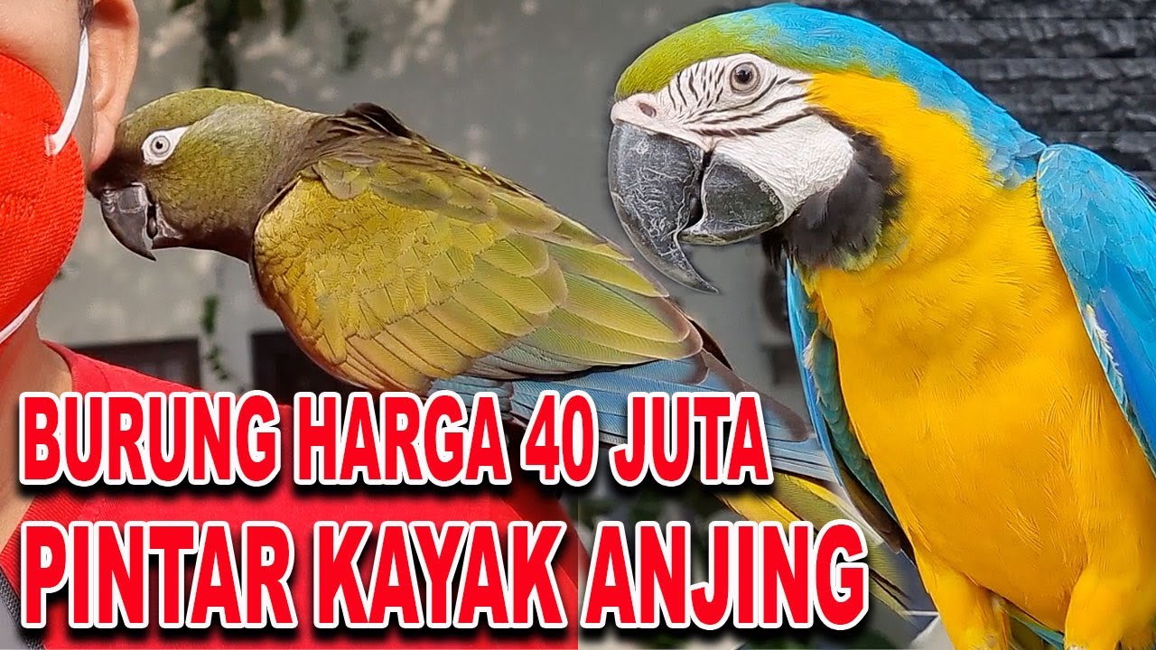 BURUNG HARGA 40 JUTA PINTAR & NURUT KAYAK ANJING