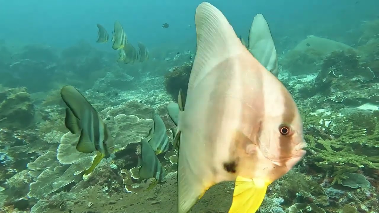 2024   Cenderwasih &  Raja Ampat
