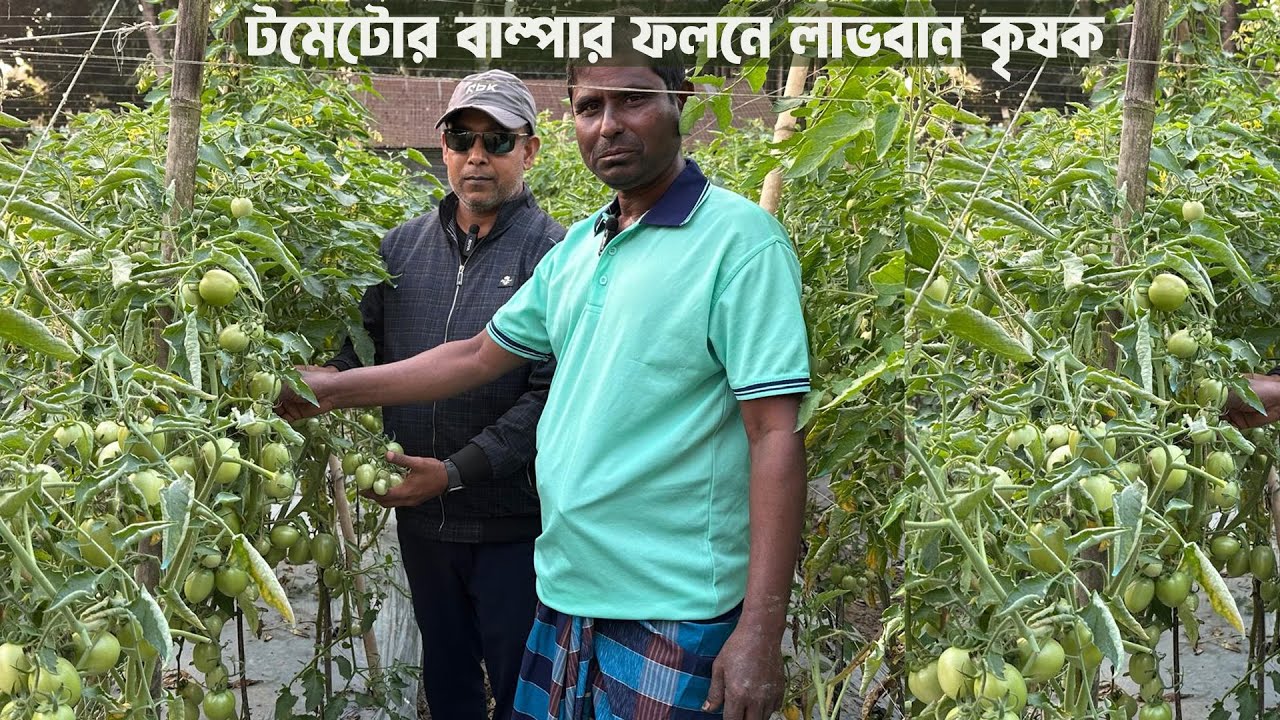 টমেটোর বাম্পার ফলনে লাভবান কৃষক #MdJahangirAlamSelim