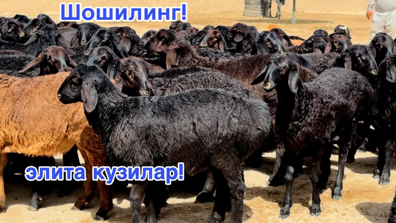 Элита Кузилар! Сотилиб кетган