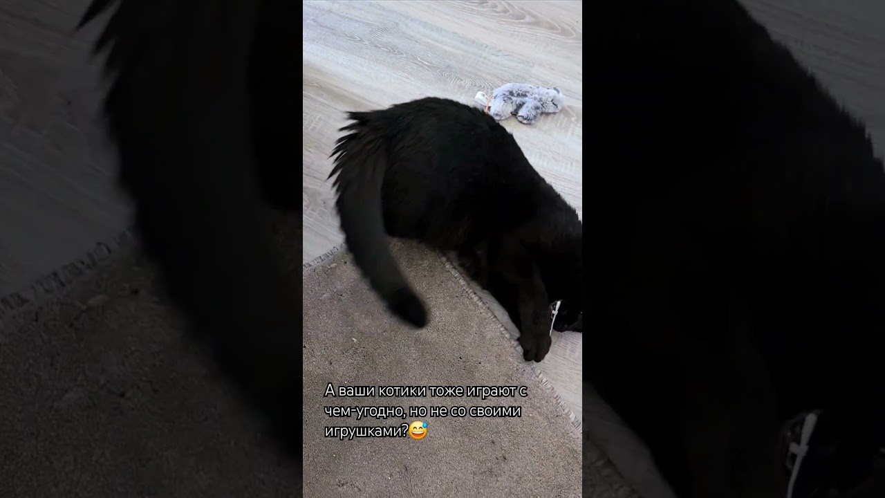 Котик играет с ватной палочкой 