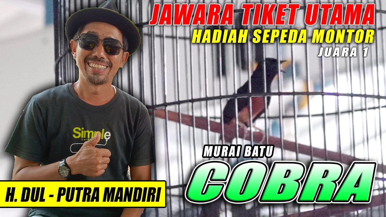 MURAI BATU COBRA MILIK H. DUL MENGAMUK DI TIKET UTAMA RAIH JUARA 1 || Road To BRI CUP 2