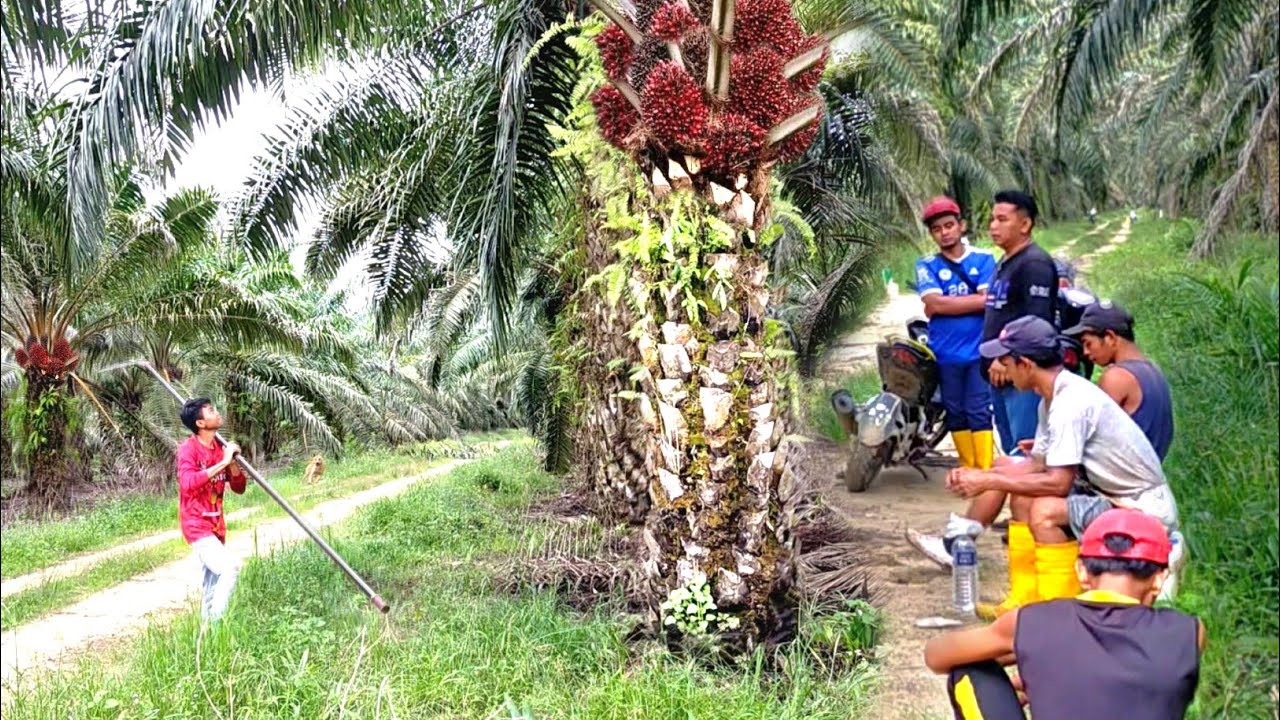 Bos Sampe' Geleng&sup2; Kepala Melihat Tajamnya Sabit ku.! Panen Sawit Jadi Cepat Kalau Setajam ini