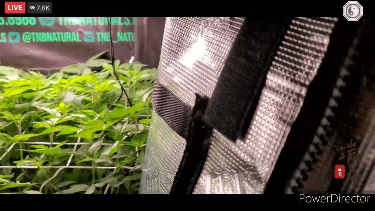 Cropsalt Veg A & Veg B #day1flower