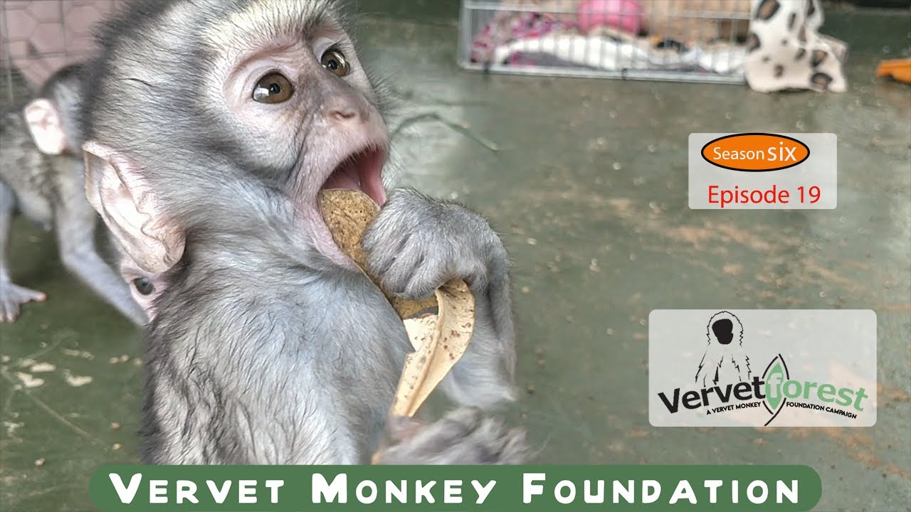 Today, we're excited to share with you the heartwarming story of Taro the largest orphan baby monkey