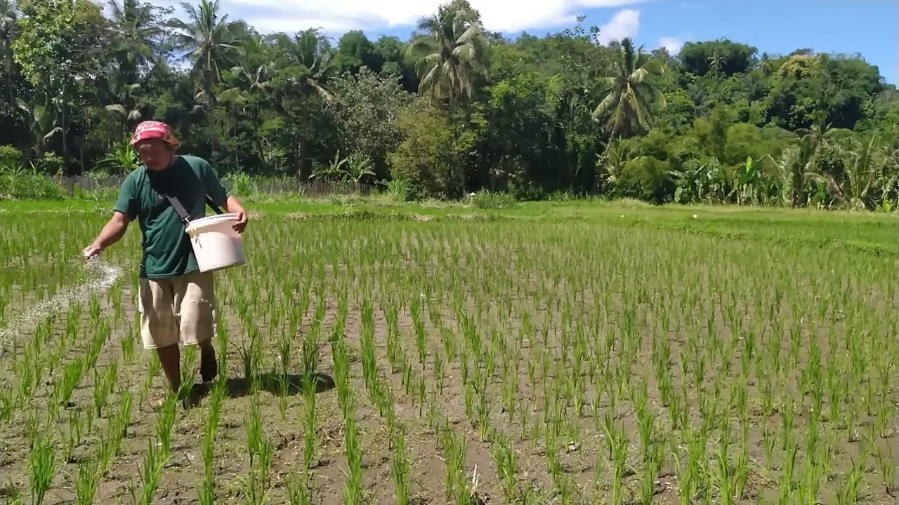 Farmers Steps in Fertilizing Young Rice with Urea Fertilizer