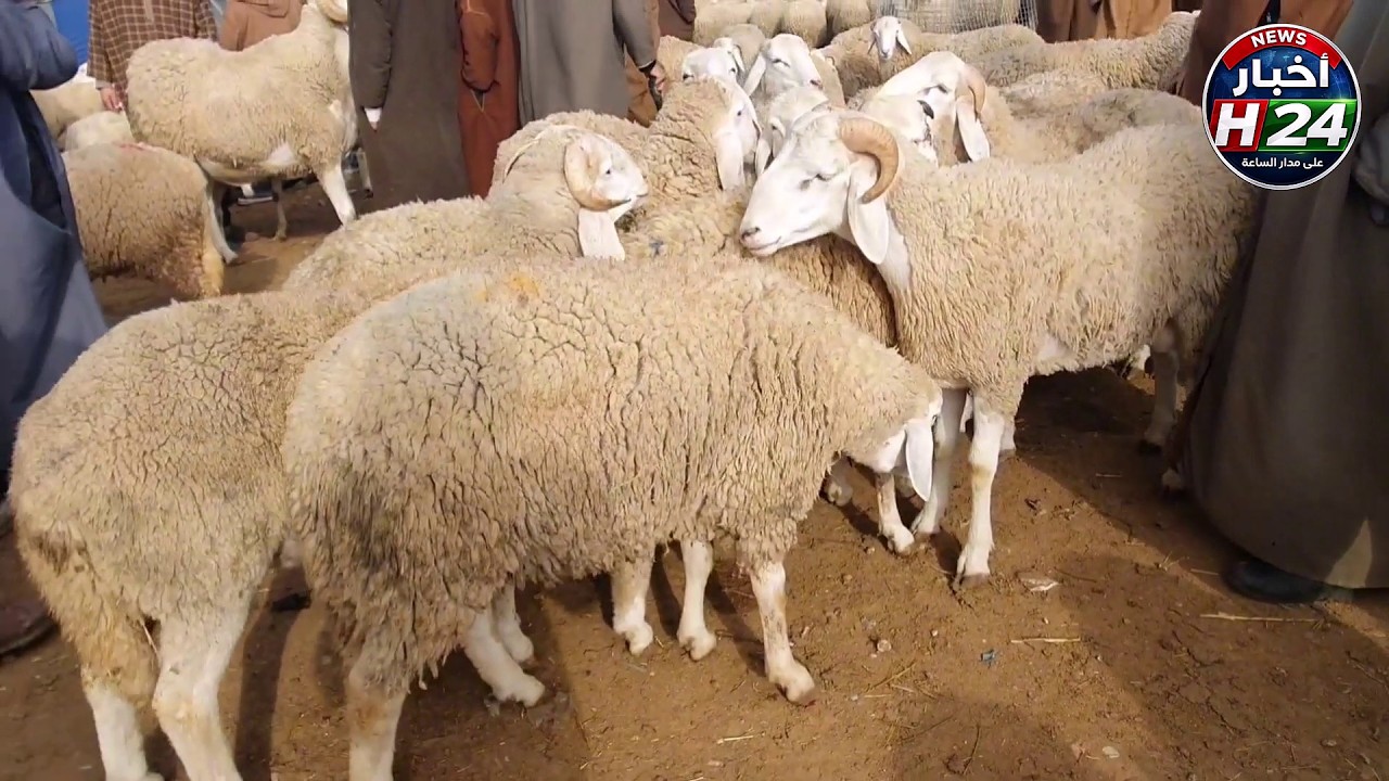 اسعار المواشي اليوم في الجزائر 5 أڤريل 2026 متنساش تشتارك ومدنا رايك في اسعار