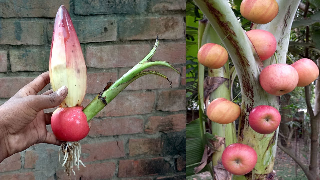 Techniques for growing banana tree with apples fruit get fruit together