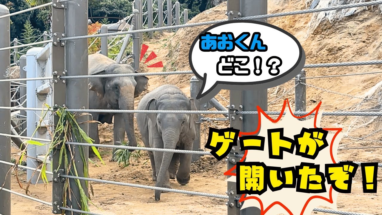 大きな声にビックリ！仔ゾウわかばのもとにすぐ駆けつけるゆずはママ🐘💨【福岡市動物園】