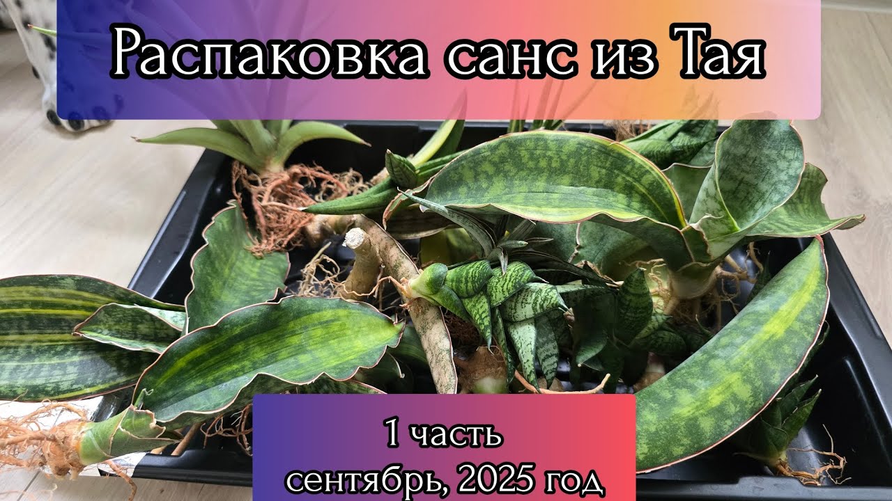 Обзор новых сансевиерий из Тайланда (1 часть). Новый привоз санс в сентябре 2025 г.