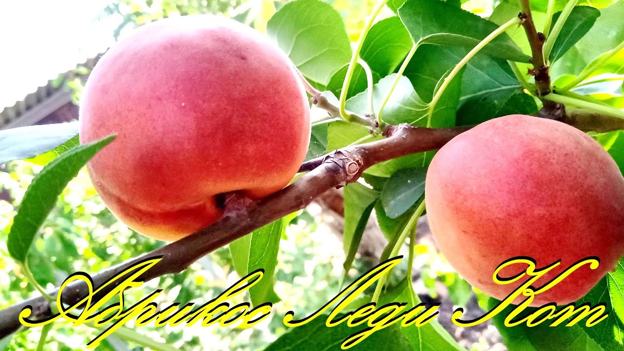Абрикос Леди Кот, вкуснейший сорт....Астрахань 2022г.