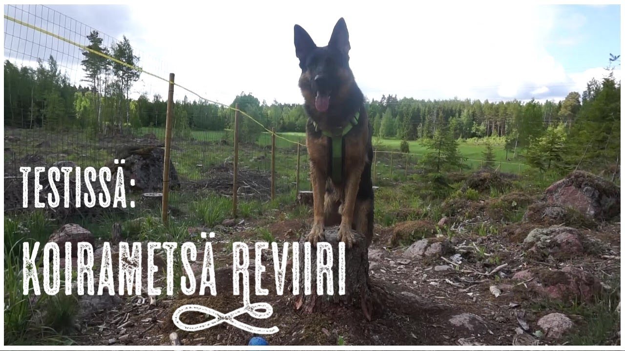 Ajaxin kanssa koirametsässä!