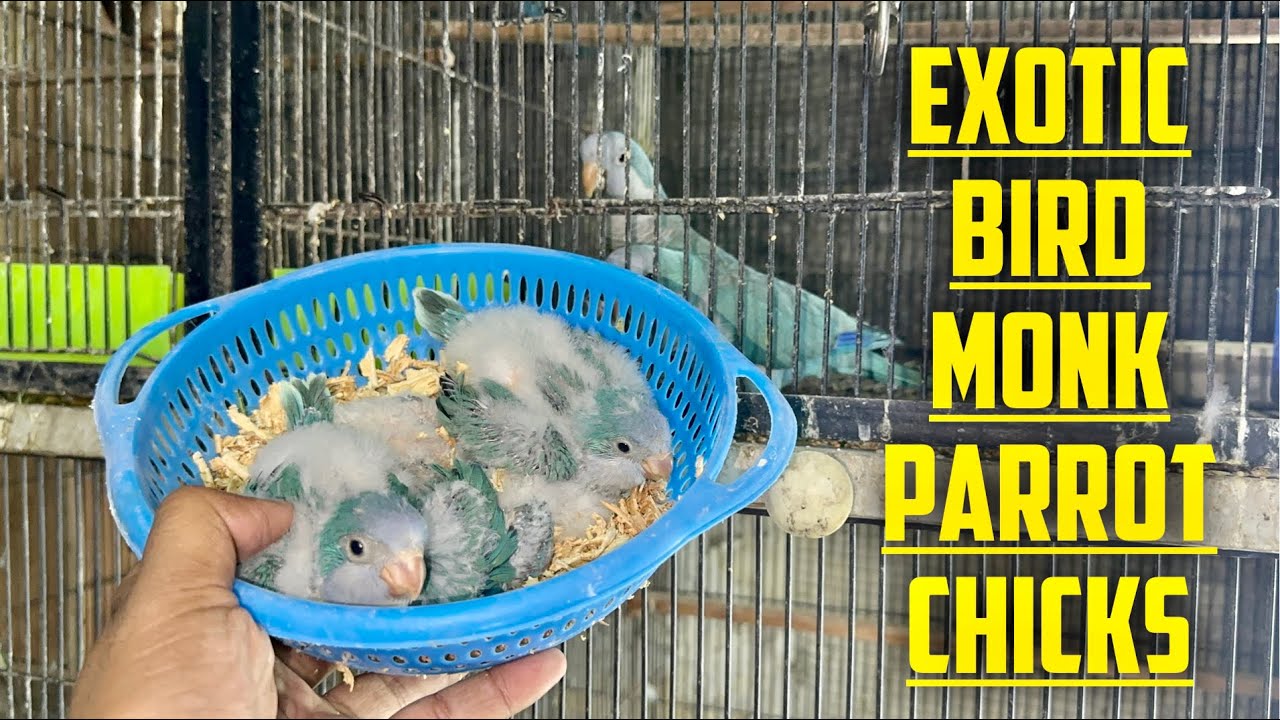 Exotic Bird Monk Parrot Breeding Progress/ Quaker parrot breeding tips