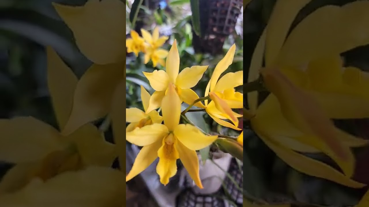 Iwanagara Appleblossom 'Golden Elf'