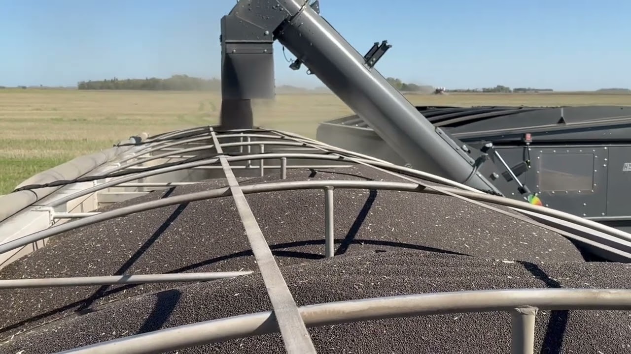 Canola harvest 