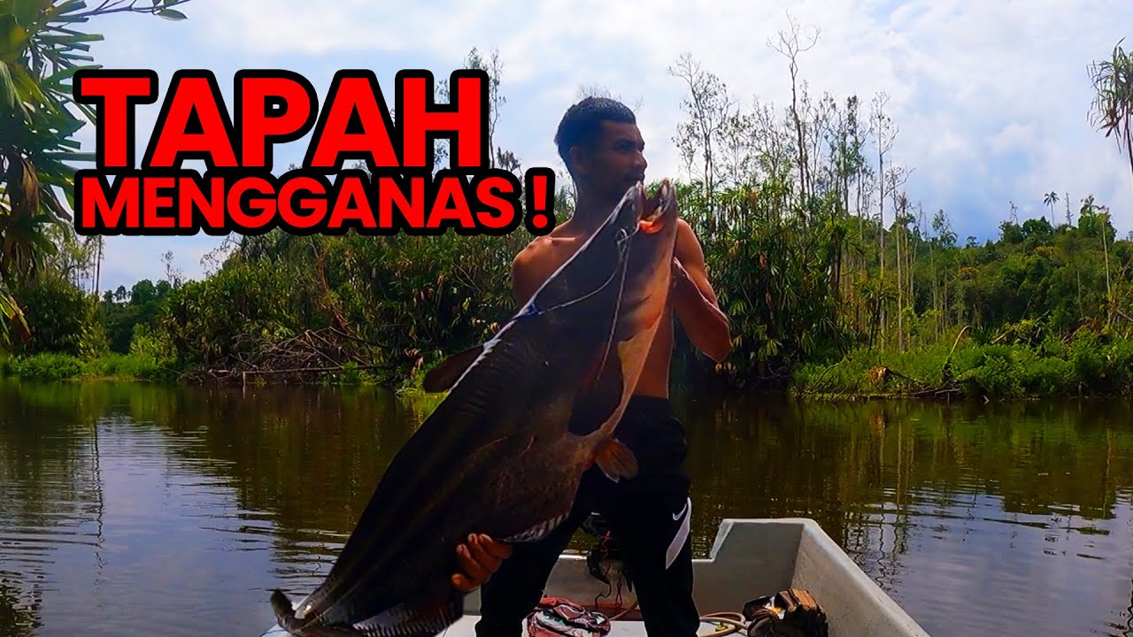 Monster Catfish In The Best River Of Channa  |  Tapah Gorgon Mengganas! #264