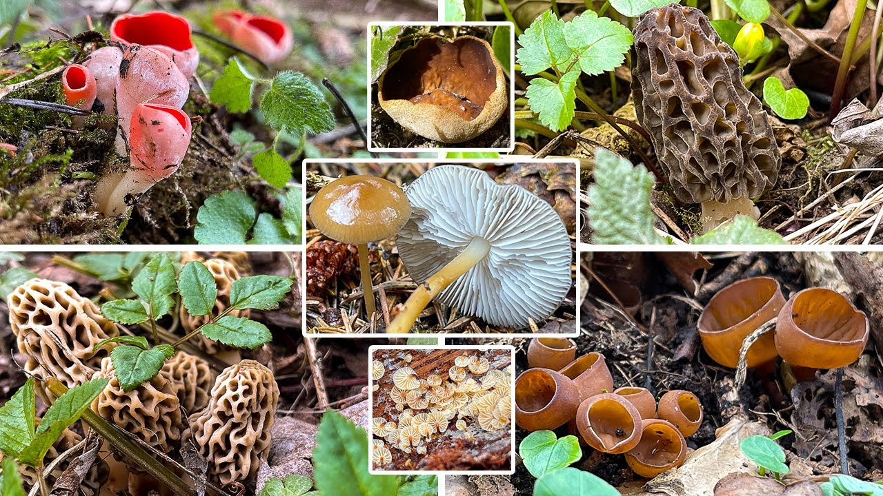 Pilze im Fr&uuml;hling | Pilze im Februar, M&auml;rz & April | Vom Fichtenzapfenr&uuml;bling zur Speisemorchel