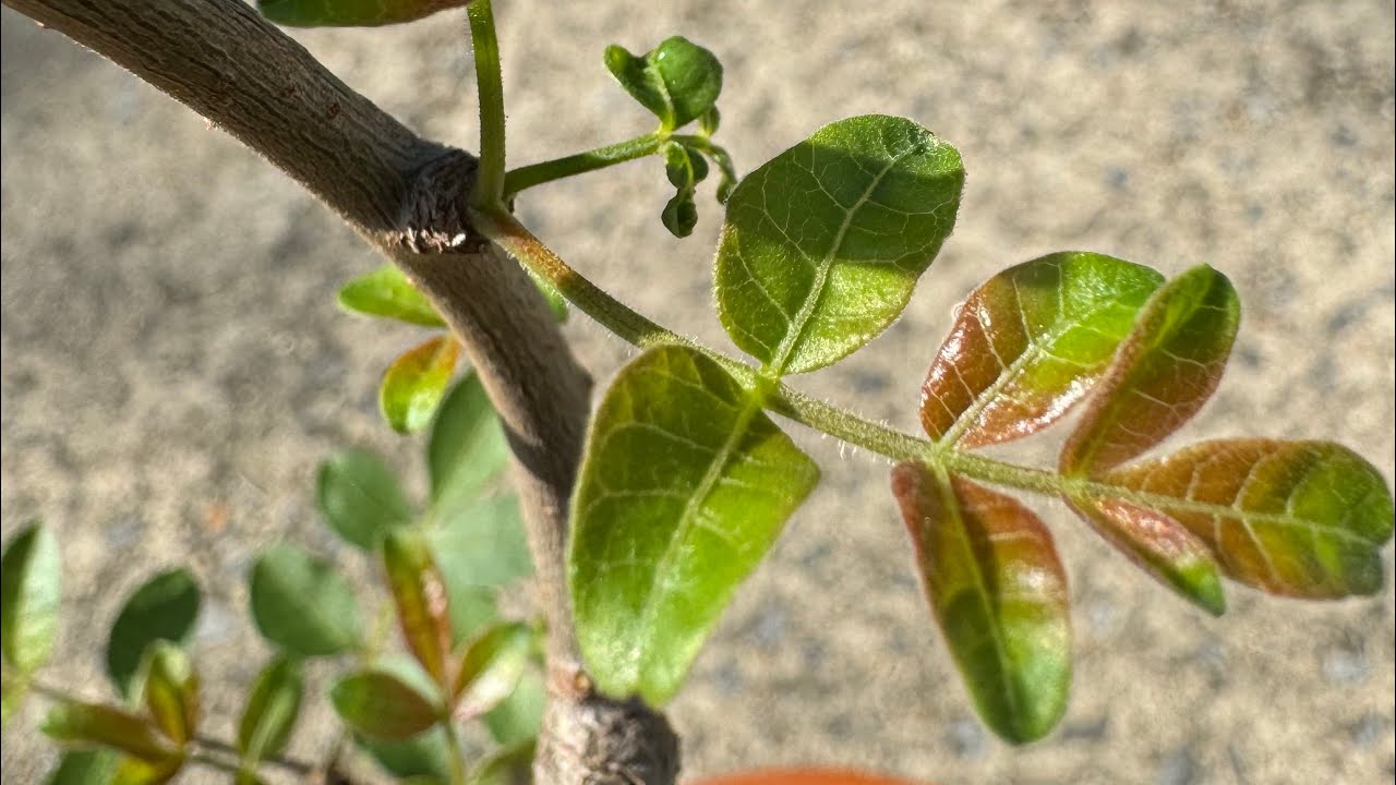 Myrrh Trees - Growing Commiphora pt2 : plant showcase, germination, care tips & more!