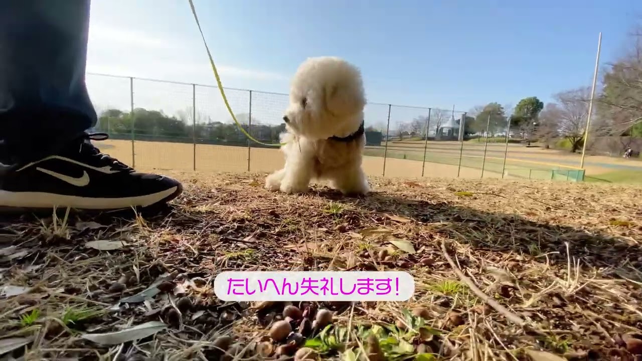Lura's Walk_L039＃犬＃ペット＃ビションフリーゼ＃bichon frisé＃お散歩＃ルラ#ルラウォーク＃ワンコ＃小型犬＃dog＃朝#愛犬#walk#walking#もふもふ＃ふわふわ