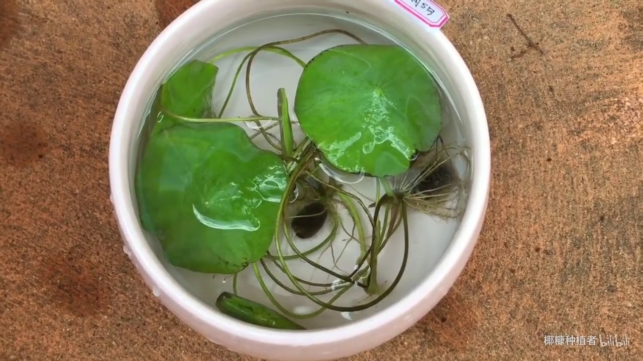 荷花莲花的培育过程种子处理和生长过程