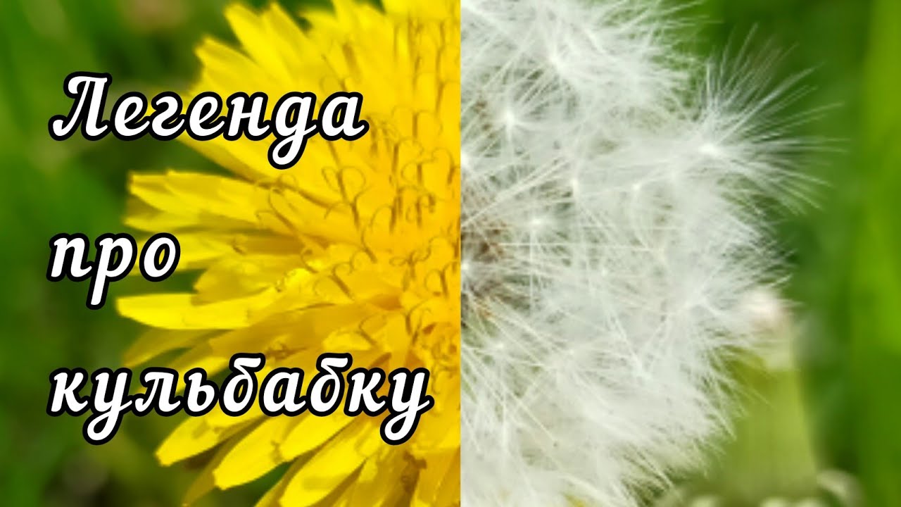 Легенда про кульбабку, la légende du pissenlit, the legend of the dandelion ☀️