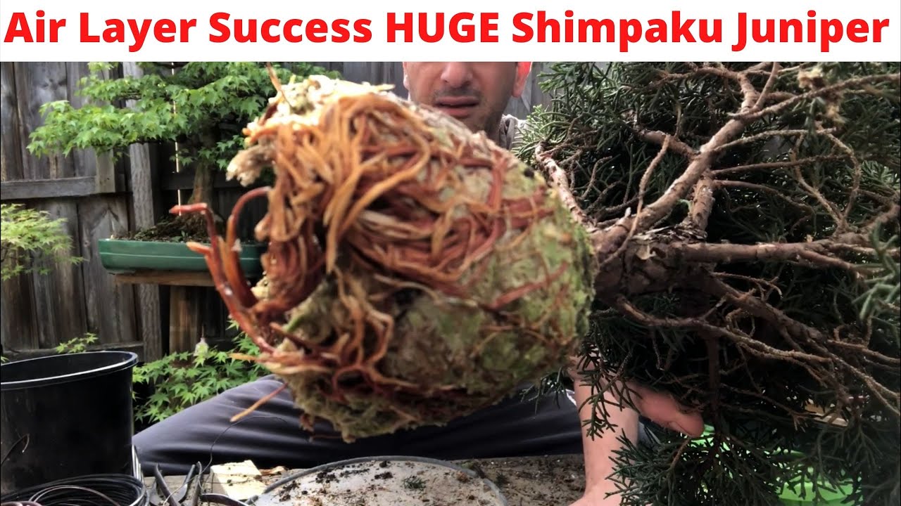 Bonsai air layer success HUGE Shimpaku juniper air layer success Very large air layer created