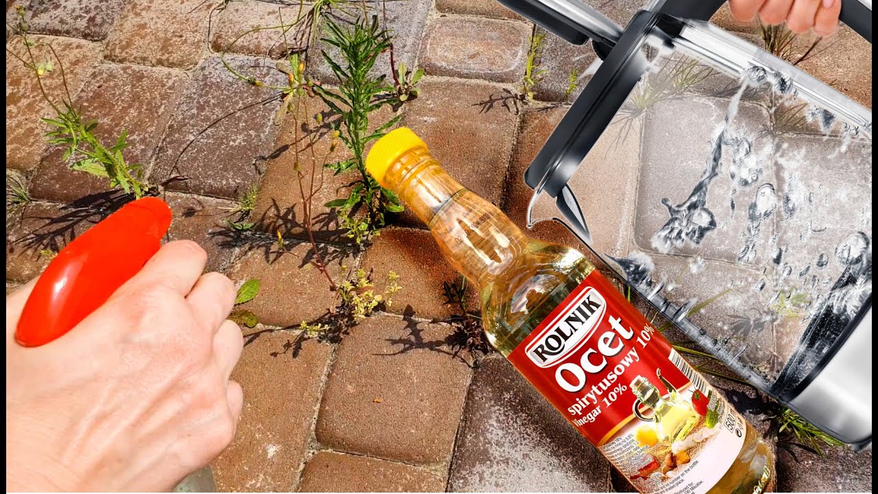 Jak pozbyć się chwast&oacute;w z kostki brukowej ekologicznie naturalnie i tanio. Ocet + wrzątek Chwasty